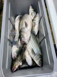 Lake Greenwood Striper fishing